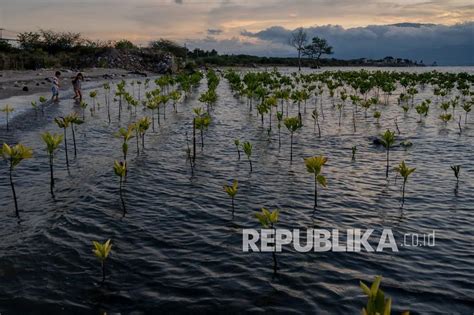 2022 Pemprov Jatim Targetkan Tanam Mangrove Capai 1 280 Hektare