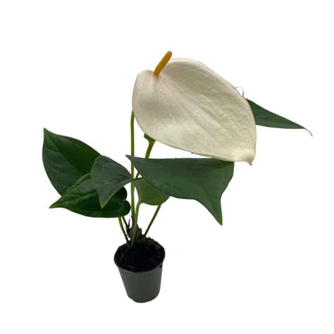 Стайни растения - airplantsbg.com