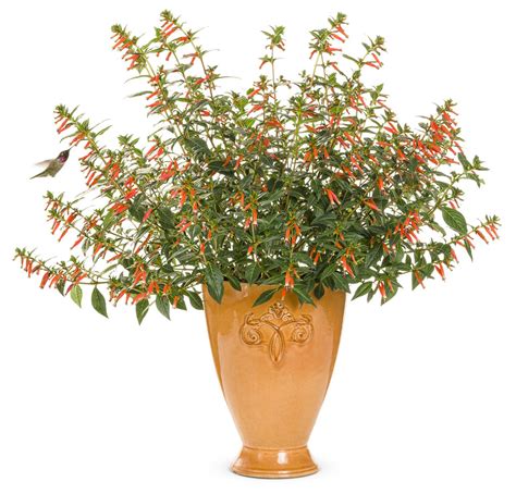 Vermillionaire® Large Firecracker Plant Cuphea Hybrid Images