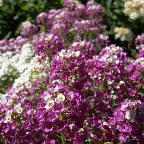 Royal Sweet Carpet Alyssum Seeds Lobularia Maritima B151 Etsy