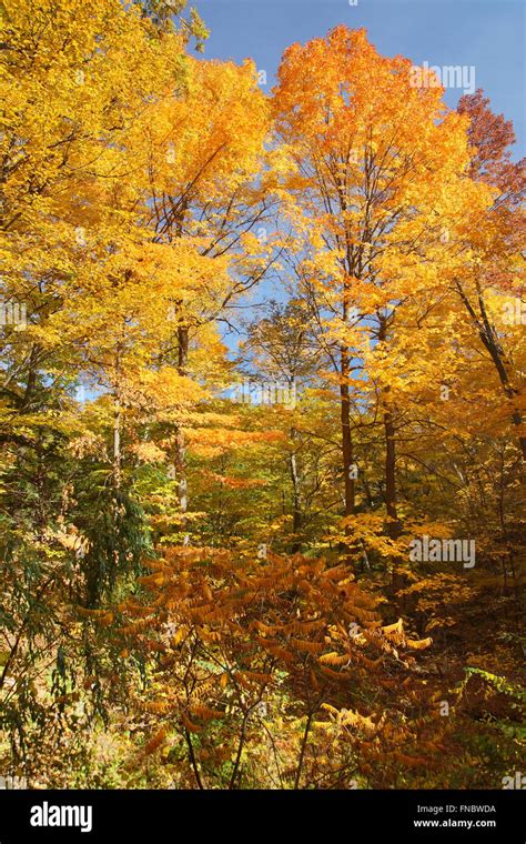 Fall Foliage Colors Stock Photo - Alamy