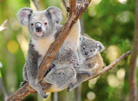 Australian Koala Bear with Cute Baby Australia Stock Photo - Image of ...