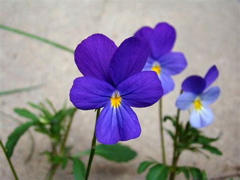 Stepmother Violet Flower Blue Free Photo On Pixabay Pixabay