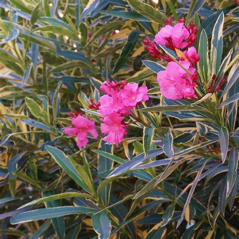 Олеандр обыкновенный "Variegata" - Nerium oleander "Variegata"