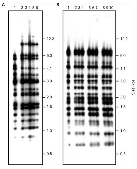 Alu Profiles Of The Original Yacbac Yeast Artificial Download