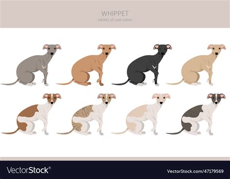 Whippet clipart different poses coat colors set Vector Image