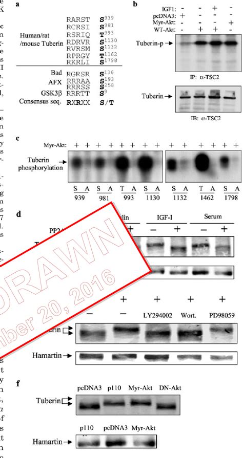 Figure From Phosphatidylinositol Kinase Akt Pathway Regulates