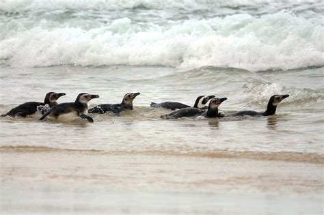 Grupo de pinguins de Magalhães é solto em praia de Florianópolis