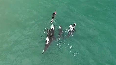 Drone Footage Of Playful Pod Of Orcas Swimming Alongside A Brave Woman