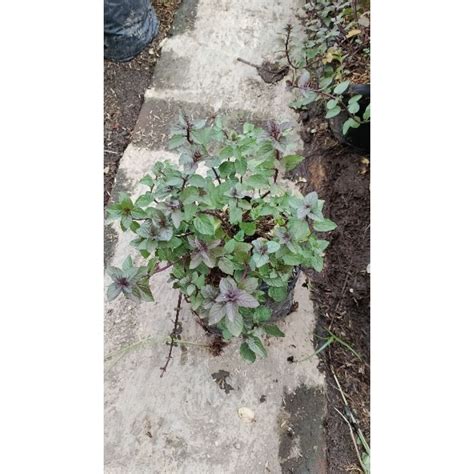 jual tanaman herbal choco mint coklat mint shopee indonesia