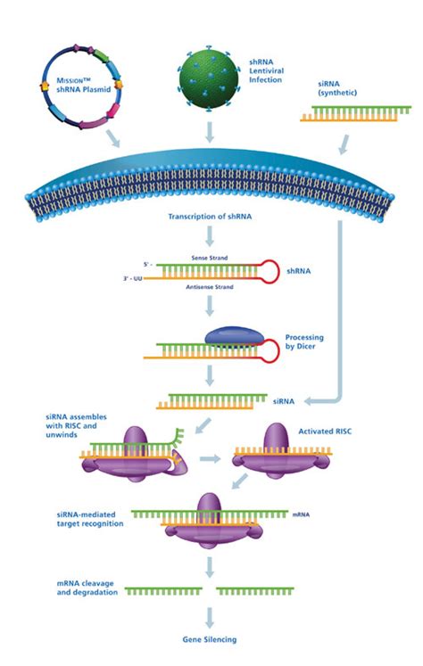 Next Generation Rna Interference