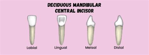 Deciduous Mandibular Central Incisor | Dental Education Hub