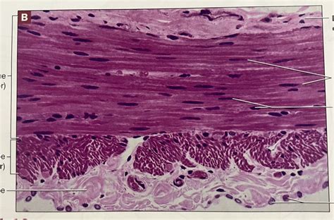 smooth muscle tissue 11.12 Diagram | Quizlet