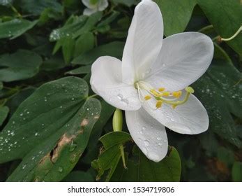 Bauhinia Acuminata Species Flowering Shrub Native Stock Photo