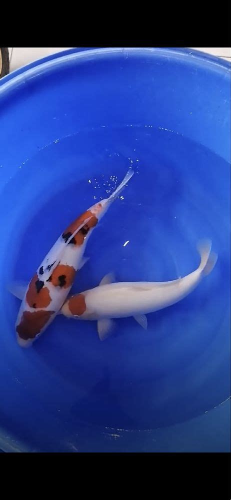 Carpa koi tancho 50 cm São João de Ver OLX Portugal