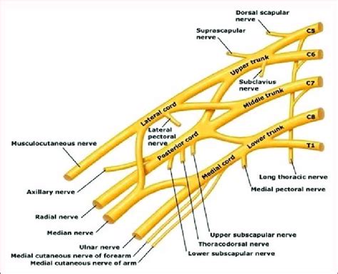 Brachial Plexus Simple Diagram