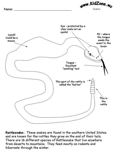 Snake Activities Labelling A Snake Worksheet Easy Snake Facts For