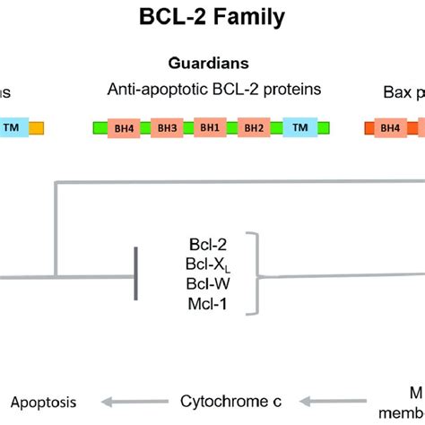 Classification of BCL-2 family proteins and their role in the ...