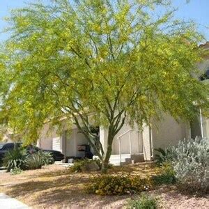 30 Palo Verde Tree Seeds - Etsy