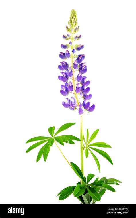 Flowering Lupine Lupinus Polyphyllus Isolated On White Background