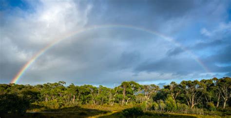 450+ Forest Tasmania Tasmanian Rainforest Stock Photos, Pictures ...