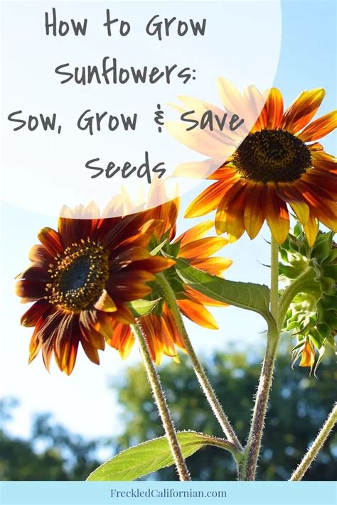 Two Sunflowers With The Words How To Grow Sunflowers Sow Grow And Save Seeds