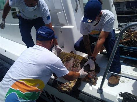 Pol Cia Ambiental De Guaratuba Resgata Tartaruga Presa Em Rede De Pesca