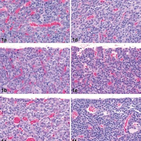 Histology Of The Anterior Pituitary Gland Of Rats Treated With Vehicle