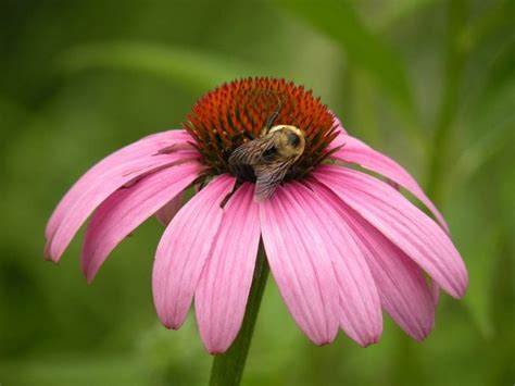 17 Best Flowers That Attract Bees Birds And Blooms