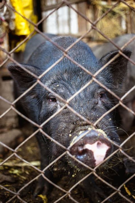 Vietnamese Pigs Behind A Mesh Fence On A Farm Stock Photo Image Of