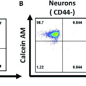 Assessment Of Cell Viability After Dissociation From Mcs And Macs