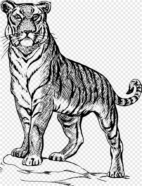 Tiger Outline Clip Art