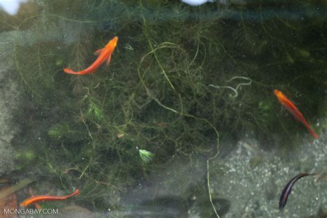 Lake Sentani Red Rainbowfish Glossolepis Incisus In Its Natural Habitat