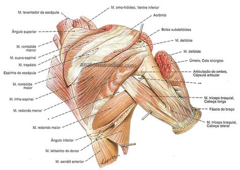 M Sculos Do Membro Superior Anatomia Online