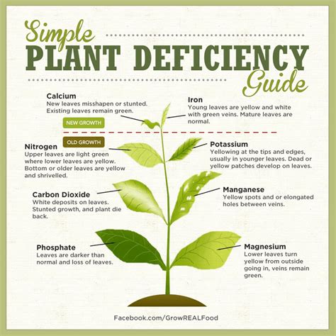 simple plant deficiency guide (plants forum at permies)