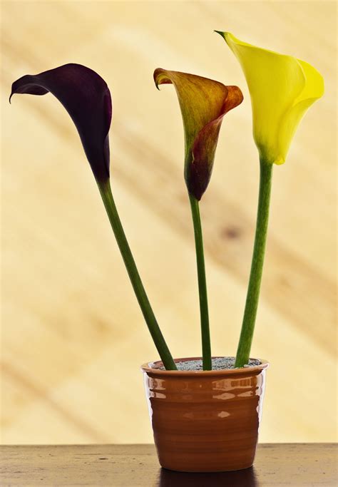 What You Must Know About Potted Calla Lily Care