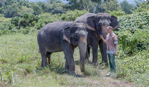 Phuket Elephant Sanctuary Small Group Tour Getyourguide