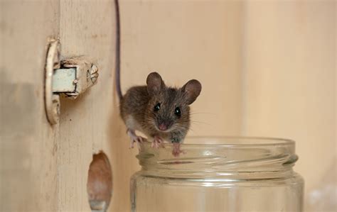 House Mouse Identification, Control & Prevention