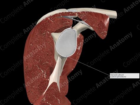 Glenoid Labrum | Complete Anatomy