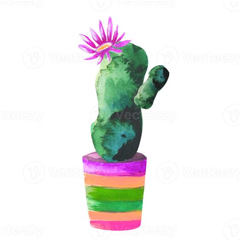 Flowering Cactus In A Pot 10856522 PNG