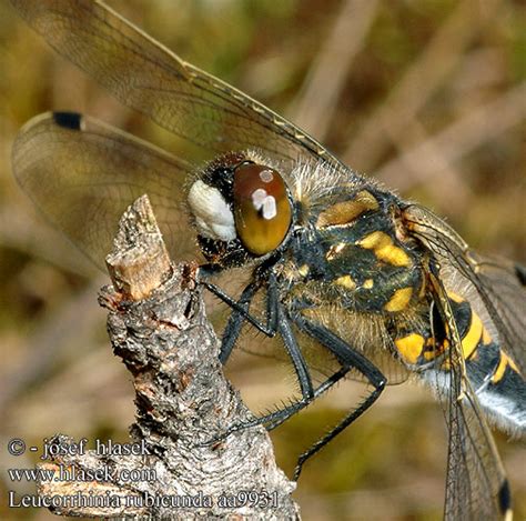 Leucorrhinia Rubicunda Northern White Faced Darter Ruby Whiteface