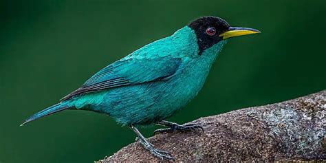 Un spécimen rare d un oiseau mi mâle et mi femelle aperçu en Colombie