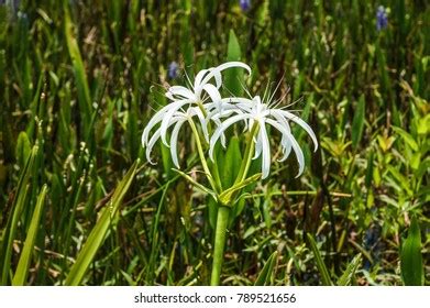 Swamp Lily Crinum Lily Growing Florida Stock Photo 789521656 | Shutterstock