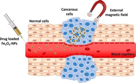 Schematic Illustration Of The Targeted Drug Delivery System [740