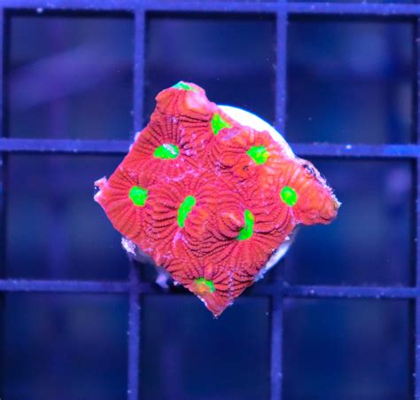 War Coral Frag Box Corals