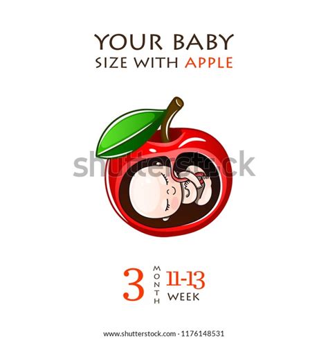 Stages Development Pregnancy Size Embryo Weeks Stock Vector (Royalty ...