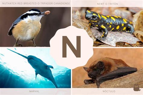 Mamíferos Com A Letra N - Las 10 especies más fascinantes de animales con la letra N: Descubre su ...