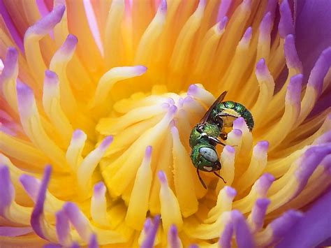 Dwarf Carpenter Bee Ceratina Sp Green Iridescent Bee Cet Flickr