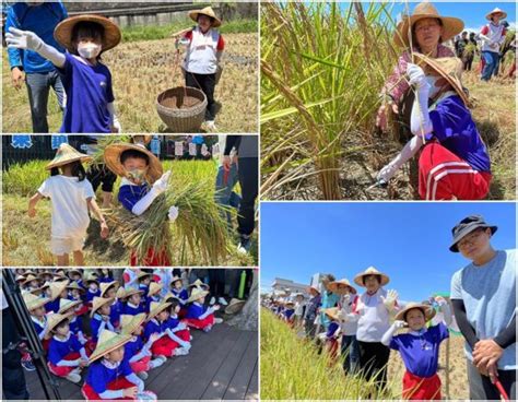 紮根食農教育 羅東鎮長與幼兒園親師生下田割稻趣 新頭條 Thehubnews