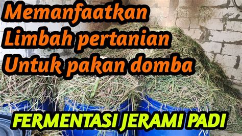 Memanfaatkan Limbah Pertanian Cara Fermentasi Jerami Padi Untuk